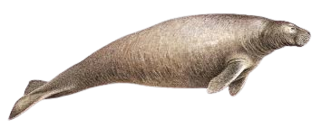 Steller’s Sea Cow